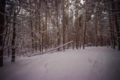 Winter pine forest after snowfall Stock Photos