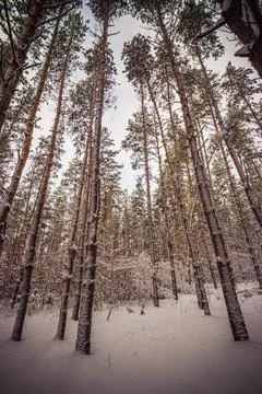 Winter pine forest after snowfall Stock Photos
