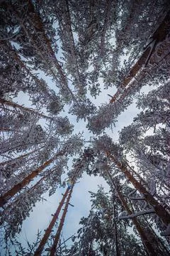Winter pine forest after snowfall Stock Photos