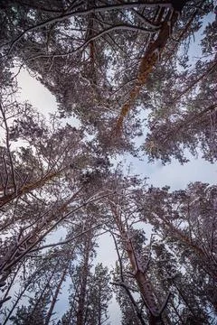 Winter pine forest after snowfall Stock Photos
