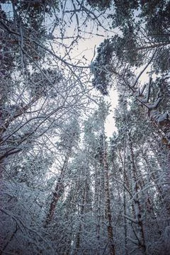 Winter pine forest after snowfall Stock Photos