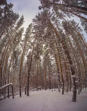 Winter pine forest after snowfall Stock Photos