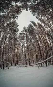 Winter pine forest after snowfall Stock Photos