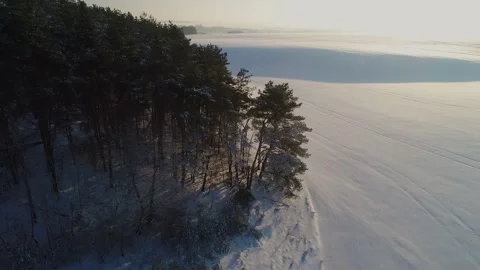 Winter pine forest among the fields in the evening sunset. Aerial view. Video stock 148613938