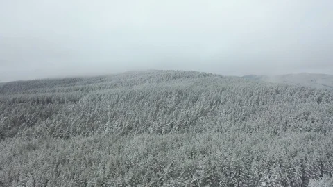 Winter pine forest and fog in the city of Beloretsk Video stock 119683084