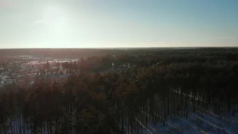 A winter pine forest and a meadow in the middle on a clear sunny day Stock Footage 219511893