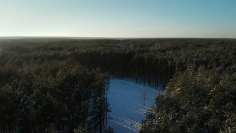 A winter pine forest and a meadow in the middle on a clear sunny day Stock Footage 219511925