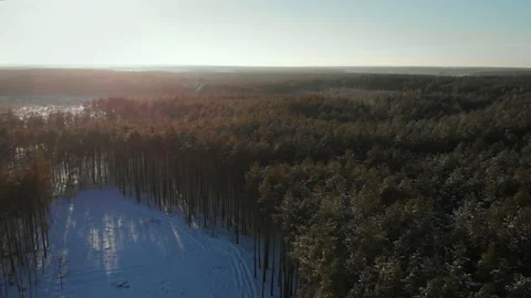A winter pine forest and a meadow in the middle on a clear sunny day Stock Footage 220184761