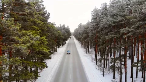 Winter pine forest in Astana. Stock Footage 145127255