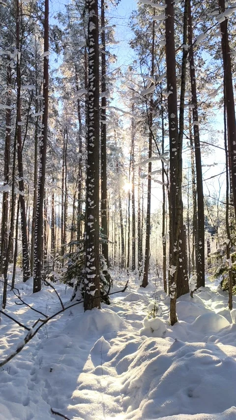 Winter pine forest bathed in golden sunlight and fresh snow. Golden rays of s Stock Footage 328918504