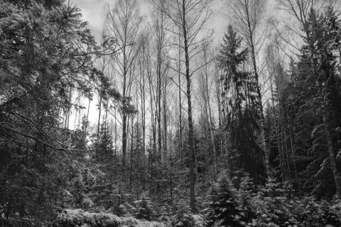 Winter pine forest. Black and white photo. 스톡 사진