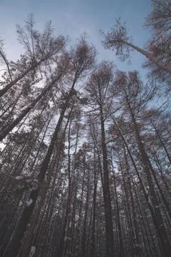 Winter pine forest. Bottom view Stock Photos