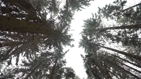 Winter pine forest. The camera is directed upwards towards the crowns of the Stock Footage 86318716