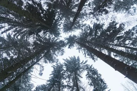 Winter pine forest. The camera is directed upwards towards the crowns of the Stock Photos