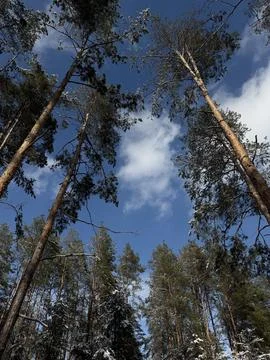 Winter Pine Forest Canopy Stock Photos