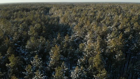 Winter pine forest on a clear sunny day.The camera moves down. Stock Footage 219511692