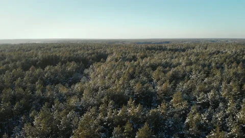 Winter pine forest on a clear sunny day. shooting 4K video Stock Footage 219511961