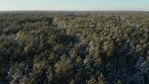 Winter pine forest on a clear sunny day. shooting 4K video 動画素材 220564317