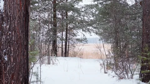 Winter pine forest. Cloudy frosty day, it's snowing. Winter nature. Video stock 300758923
