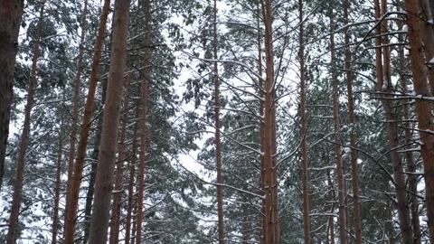 Winter pine forest in cloudy weather Video stock 296125129