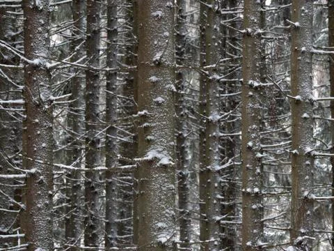 Winter pine forest covered with fresh snow. Stock Photos