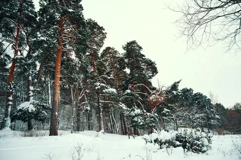 Winter pine forest covered with snow. Beautiful winter landscape with trees Stock-Fotos