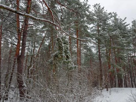 Winter pine forest with deciduous bushes on a foreground Stock Photos