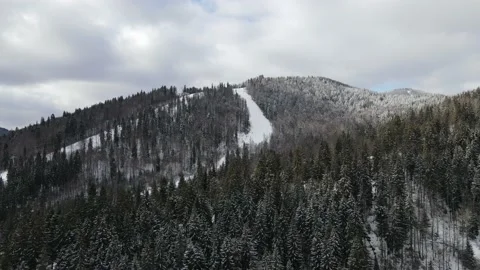 Winter Pine Forest, Drone Aerial Stock Footage 148439798