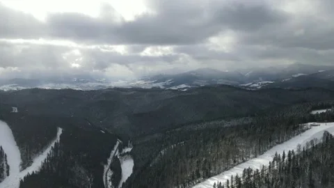 Winter Pine Forest, Drone Aerial Stock Footage 148440197