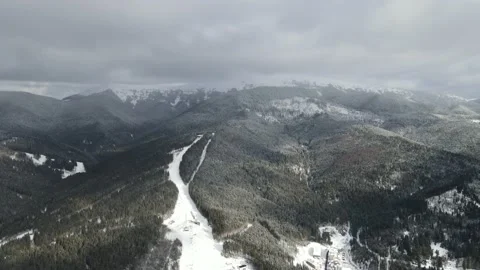 Winter Pine Forest, Drone Aerial Stock Footage 148440531