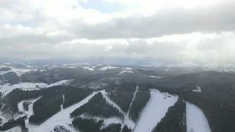 Winter Pine Forest, Drone Aerial Stock Footage 148440928