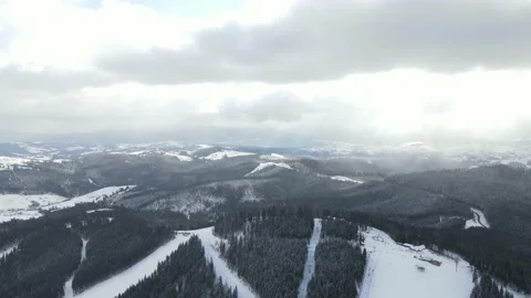 Winter Pine Forest, Drone Aerial Stock Footage 148441093
