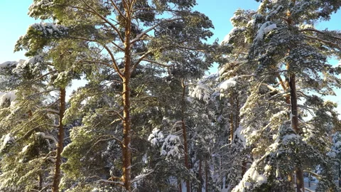 Winter pine forest in Finland Stock Footage 250992825
