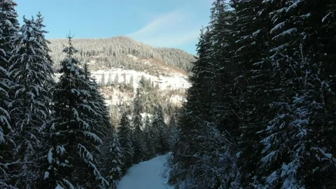 Winter pine forest flight. Drone flies over the road in a snow winter forest 4k Stock Footage 221789001