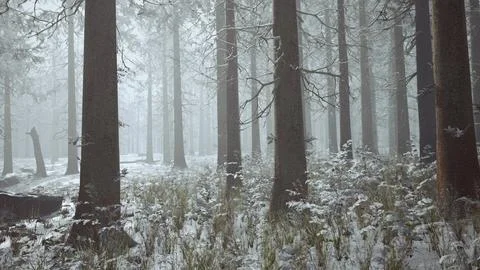 Winter pine forest with fog in the background Stock Illustration