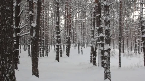 Winter pine forest Stock Footage 70268393
