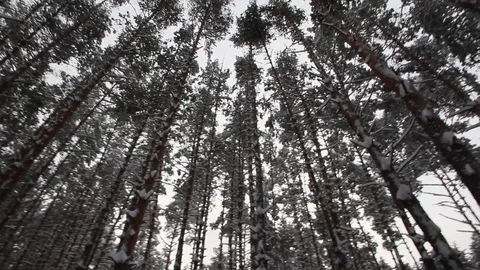 Winter pine forest Stock Footage 70284261