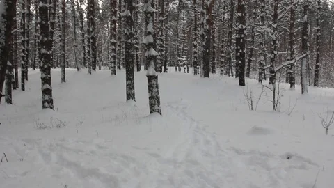 Winter pine forest Stock Footage 70284616