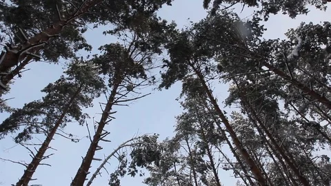 Winter pine forest Stock Footage 70287262