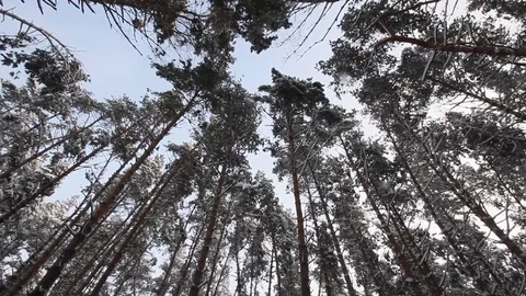 Winter pine forest Stock Footage 70287850