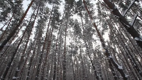 Winter pine forest Stock-Footage 70287984