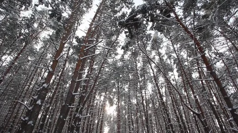 Winter pine forest Stock Footage 70288024