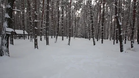 Winter pine forest Stock Footage 70288098