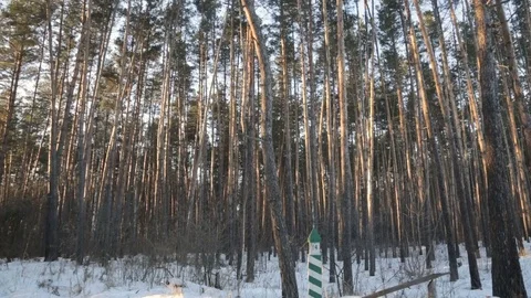 Winter pine forest Stock-Footage 71763445