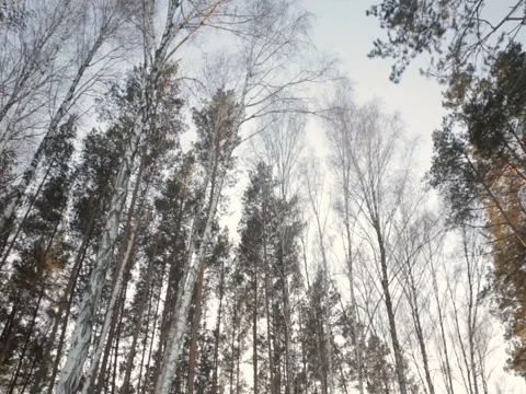 Winter pine forest Stock-Footage 71764876