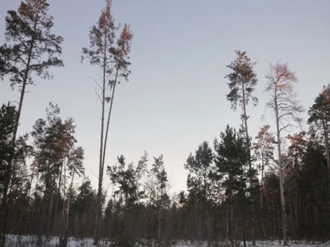 Winter pine forest Video stock 71768727