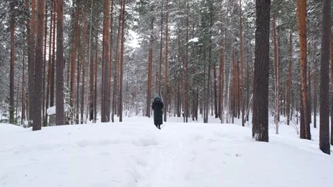 Winter pine forest. Stock Footage 170940688