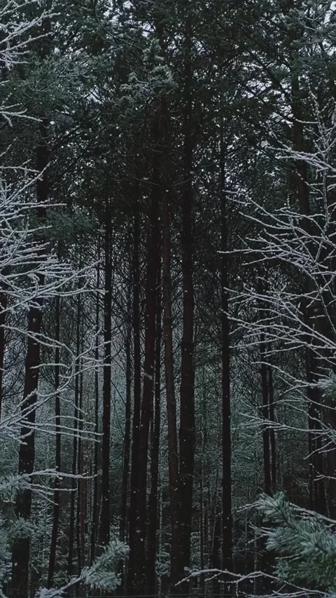 Winter pine forest Stock Footage 234041915