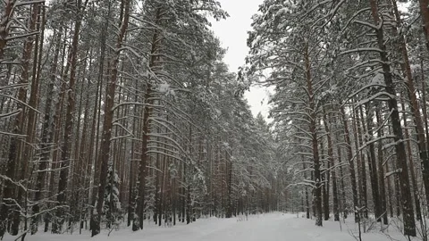 Winter pine forest in January Stock Footage 147007117
