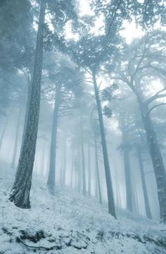 Winter pine forest in mist Foto stock